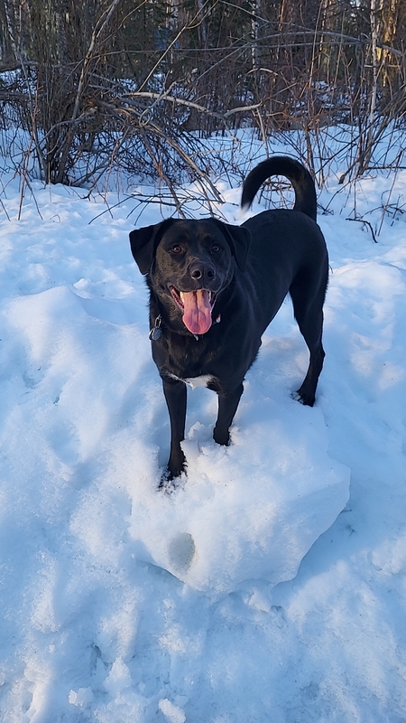 Entry image for Luna. Clicking this image will show a larger photo