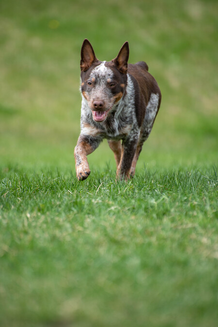 Entry image for Chico. Clicking this image will show a larger photo