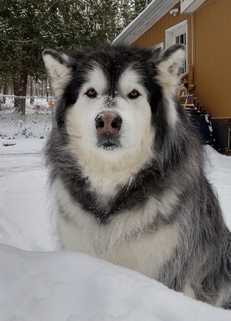 Entry image for Duke. Clicking this image will show a larger photo