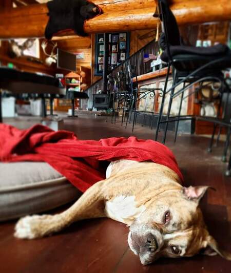 Entry image for Bella. Clicking this image will show a larger photo