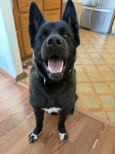 Entry image for Lacy . Clicking this image will show a larger photo