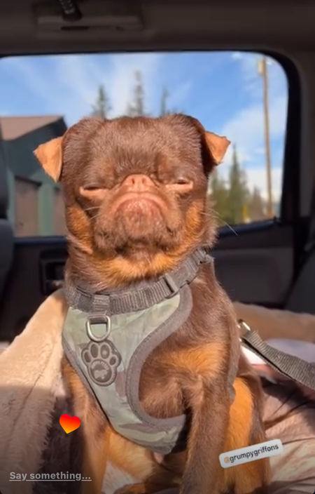 Entry image for Guss. Clicking this image will show a larger photo