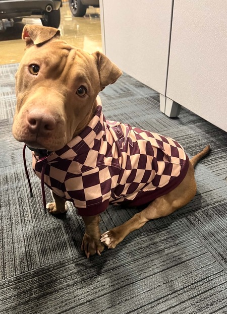 Entry image for Lucy . Clicking this image will show a larger photo