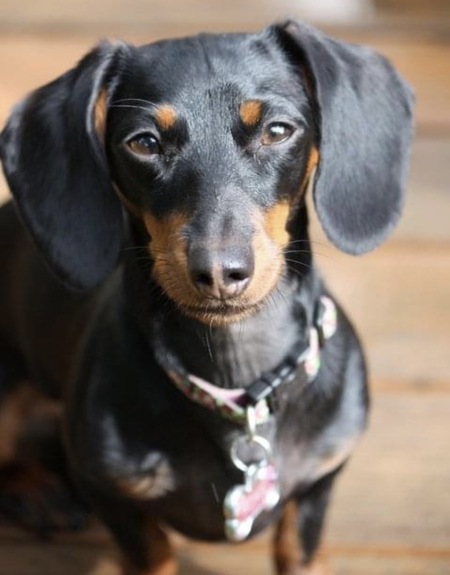 Entry image for Roxie. Clicking this image will show a larger photo