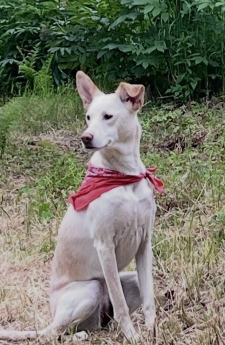 Entry image for Rebel Girl. Clicking this image will show a larger photo