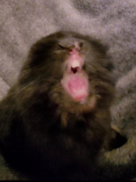 Entry image for Tobin. Clicking this image will show a larger photo