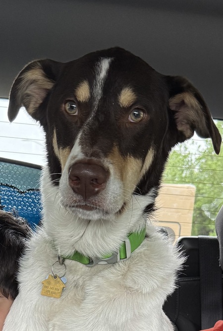 Entry image for Cashito. Clicking this image will show a larger photo