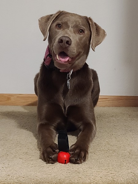 Entry image for Aliy the Wonderdog . Clicking this image will show a larger photo