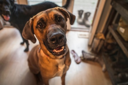 Entry image for Banjo. Clicking this image will show a larger photo