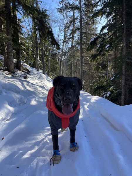 Entry image for Kayah. Clicking this image will show a larger photo