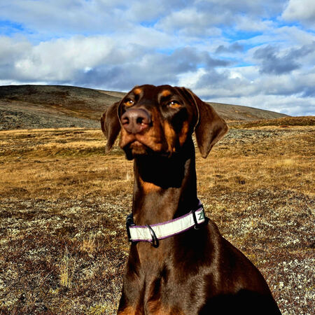 Entry image for Ziggi. Clicking this image will show a larger photo