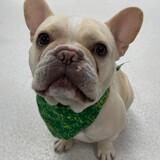 Entry image for Chutney