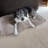 Entry image for Buster