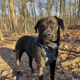 Entry image for Cooper