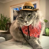 Entry image for Carbon Cassidy