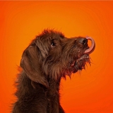 Entry image for Beau