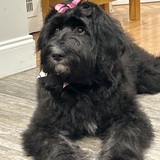 Entry image for Lily