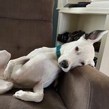 Entry image for rosie