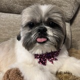 Entry image for Winston