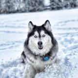 Entry image for Leia