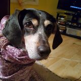 Entry image for Little Lamb