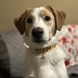 Entry image for Ridge