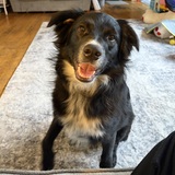 Entry image for Zander