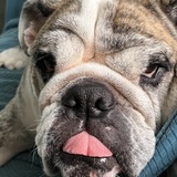 Entry image for Diesel