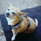 Entry image for Kernel Von Biscuit 