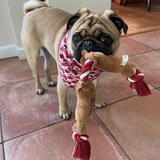 Entry image for Bocce Vincent Buglino 