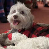 Entry image for Bleu