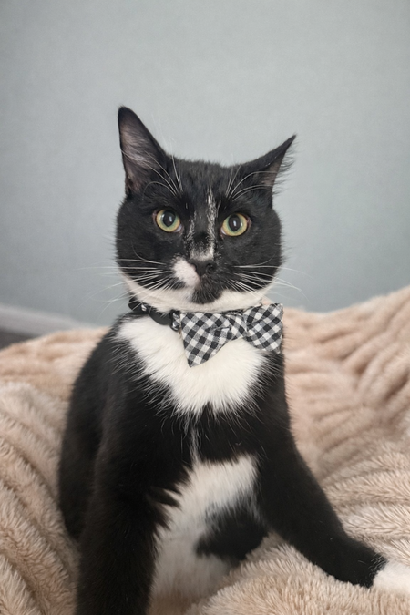 Entry image for Chrome Sweatshirt . Clicking this image will show a larger photo