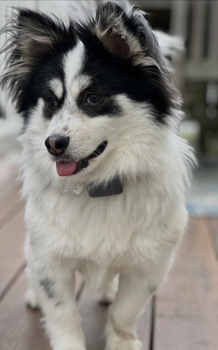 Entry image for Shesty. Clicking this image will show a larger photo