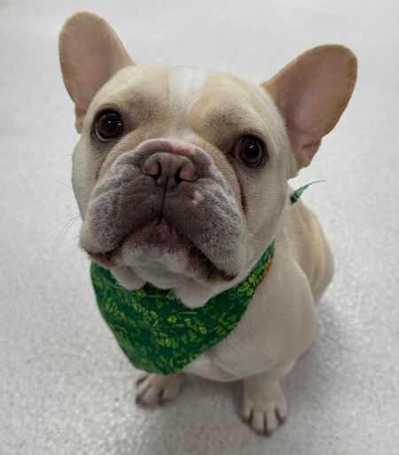 Entry image for Chutney. Clicking this image will show a larger photo