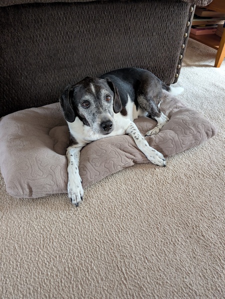 Entry image for Buster. Clicking this image will show a larger photo