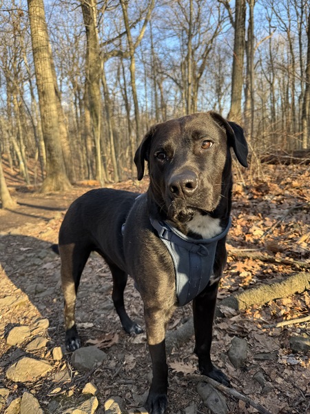 Entry image for Cooper. Clicking this image will show a larger photo