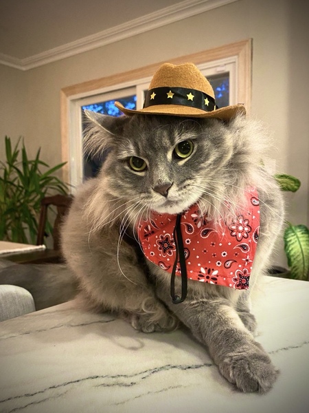 Entry image for Carbon Cassidy. Clicking this image will show a larger photo