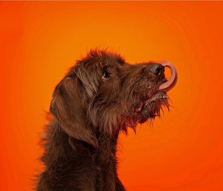 Entry image for Beau. Clicking this image will show a larger photo