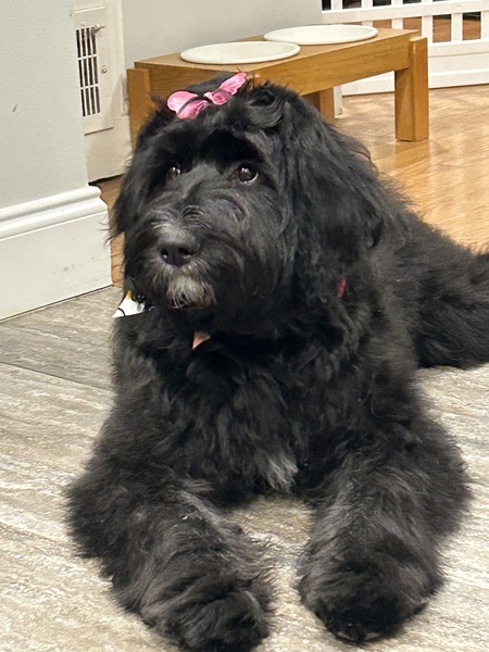 Entry image for Lily. Clicking this image will show a larger photo