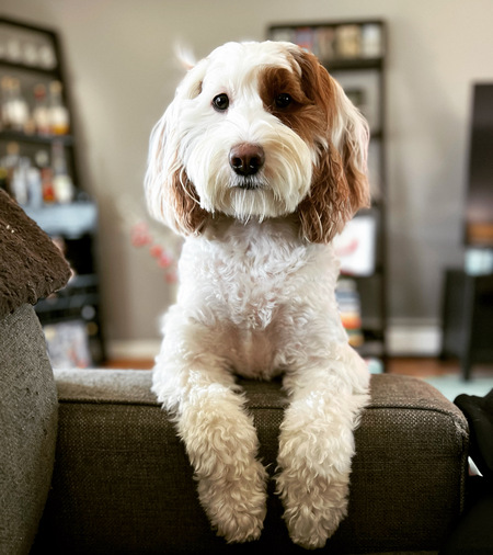 Entry image for Penny. Clicking this image will show a larger photo