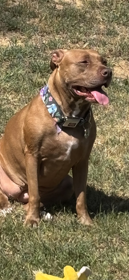 Entry image for Coco . Clicking this image will show a larger photo