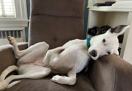 Entry image for rosie. Clicking this image will show a larger photo