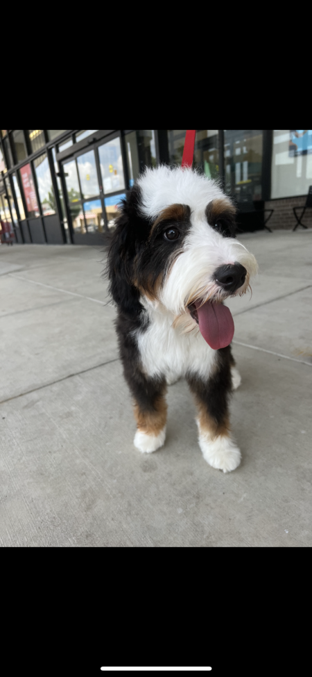 Entry image for Theo. Clicking this image will show a larger photo