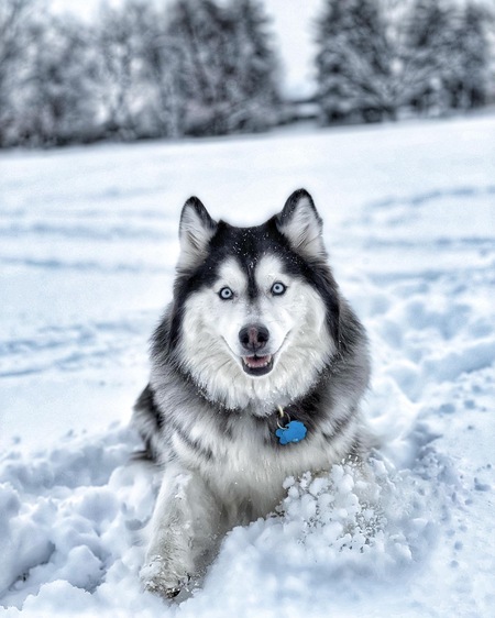 Entry image for Leia. Clicking this image will show a larger photo