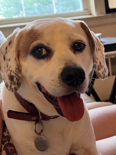 Entry image for Parker. Clicking this image will show a larger photo