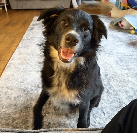 Entry image for Zander. Clicking this image will show a larger photo