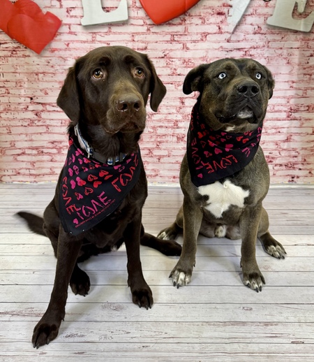 Entry image for Hope Jr. & Hunter. Clicking this image will show a larger photo