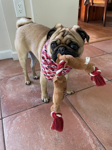 Entry image for Bocce Vincent Buglino . Clicking this image will show a larger photo