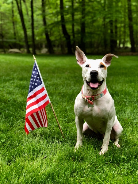 Entry image for Diamond. Clicking this image will show a larger photo