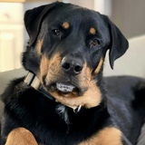 Entry image for Ruger